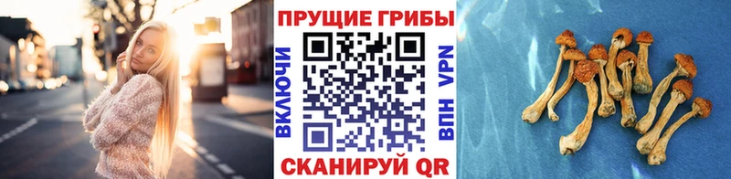 Купить  Кулебаки  Галлюциногенные грибы прущие грибы 